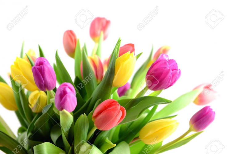 0 tulips for you - Click Image to Close