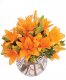 AAA orange lily sorbet